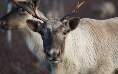 IMG_Caribou-forestier_JoelleTaillon