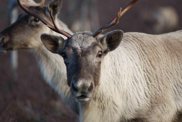 IMG_Caribou-forestier_JoelleTaillon