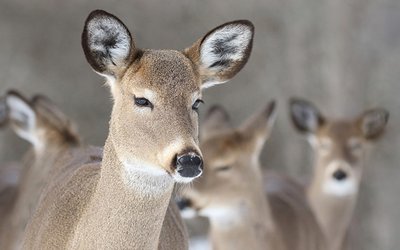 Cerf de Virginie